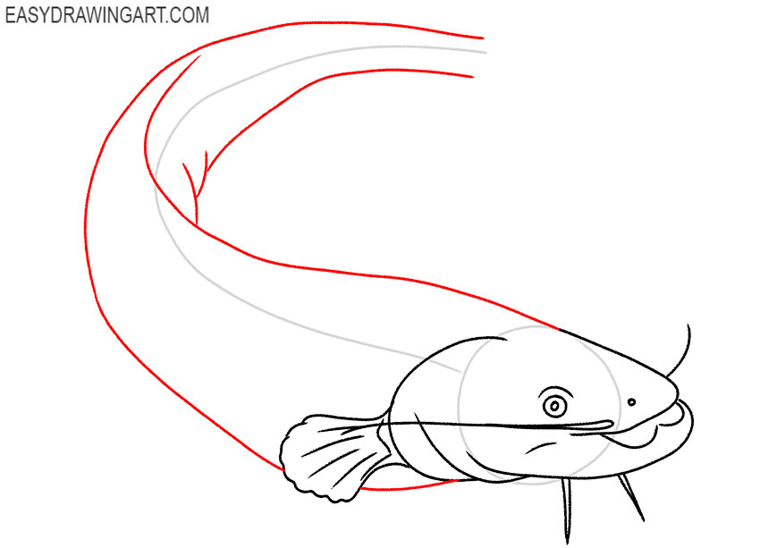 how to draw a realistic catfish