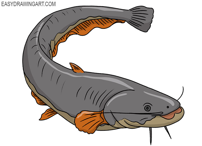 catfish drawing guide