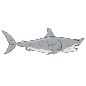 how to draw a great white shark