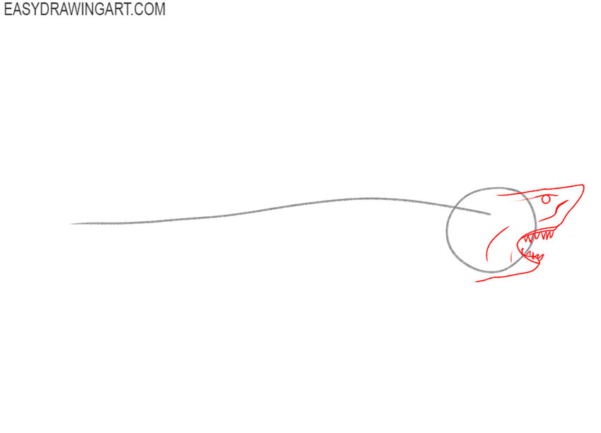 how to draw a great white shark cartoon
