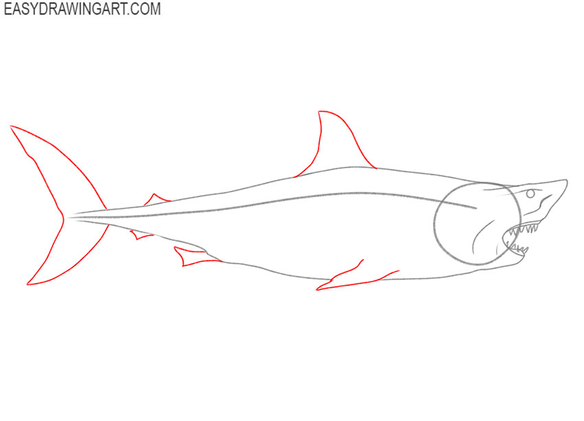how to draw a realistic great white shark