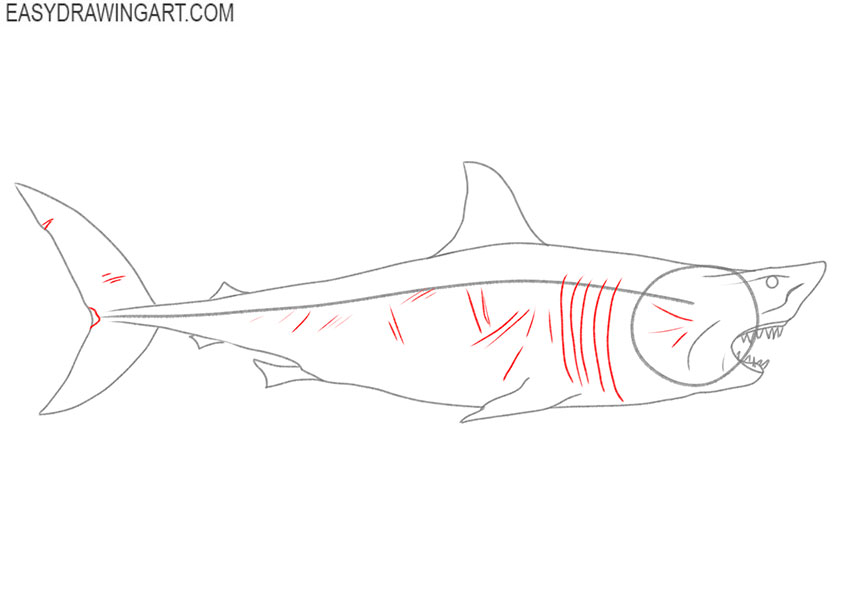 easy how to draw a great white shark