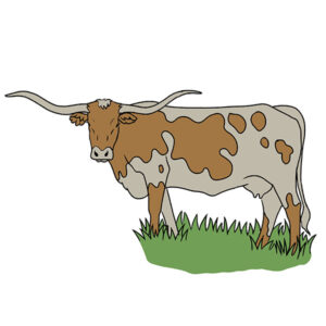 how to draw a longhorn
