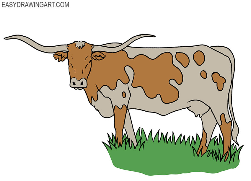  longhorn drawing for beginners