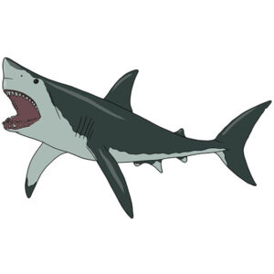 how to draw a megalodon