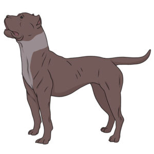 how to draw a pitbull