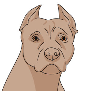 how to draw a pitbull face