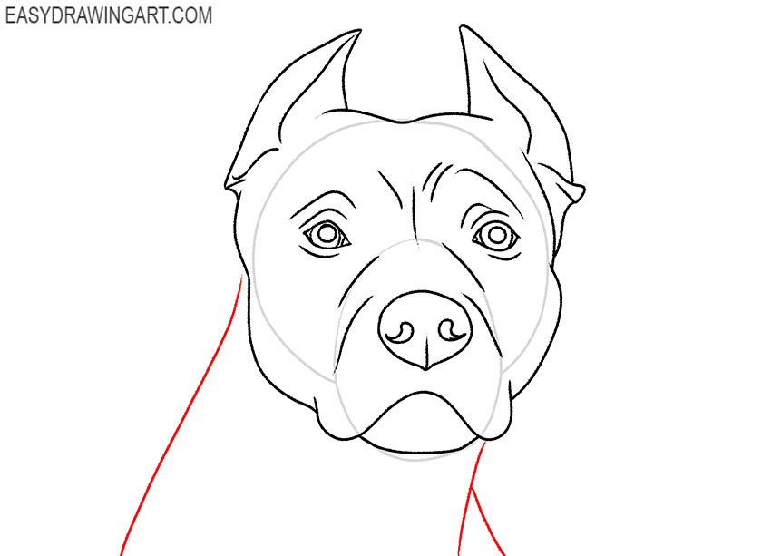 pitbull face drawing guide