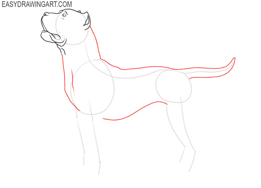 how to draw a pitbull puppy