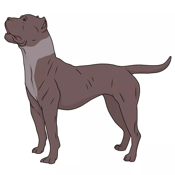 How to Draw a Pitbull