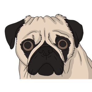 how to draw a pug face easy