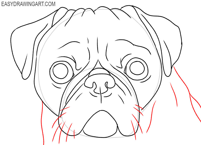 how to draw a simple pug face