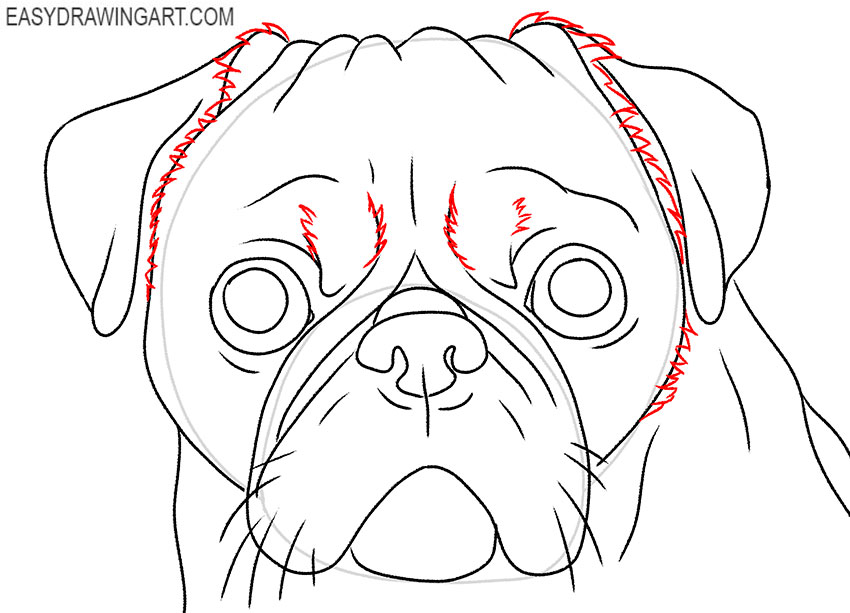 how to draw an easy pug face