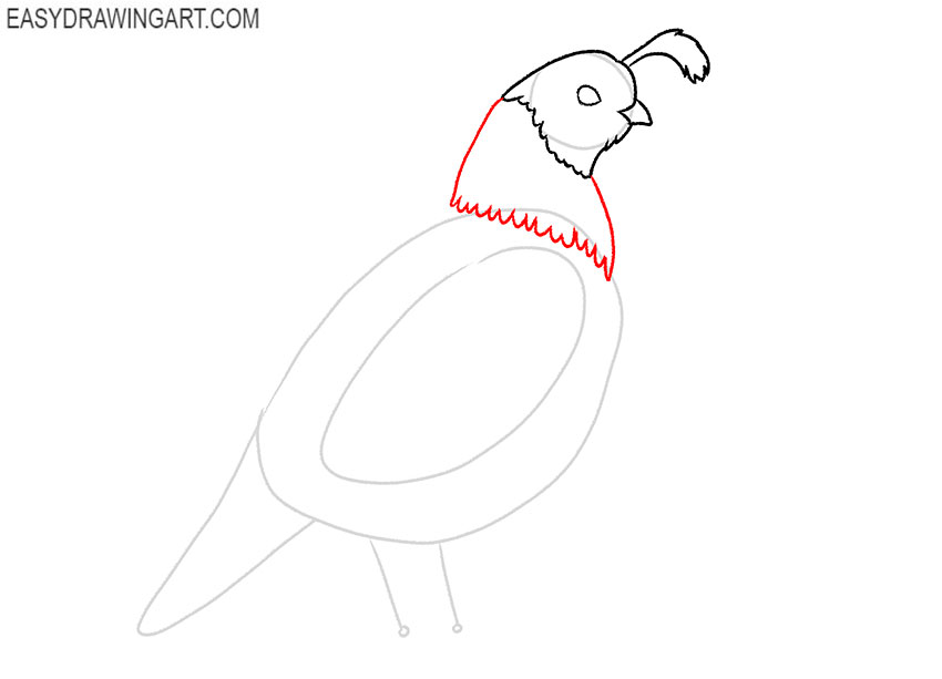how to draw a cartoon quail
