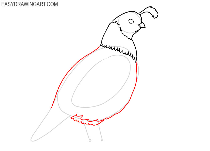 art hub how to draw a quail