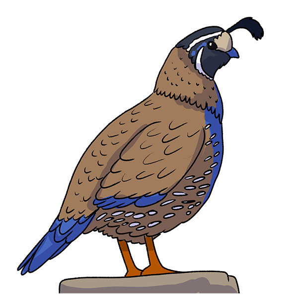 How to Draw a Quail Easy Drawing Art
