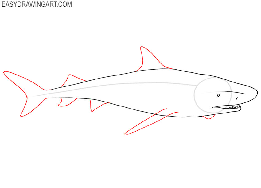 how to draw a cute tiger shark