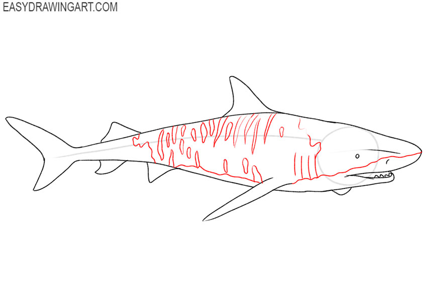 tiger shark drawing lesson