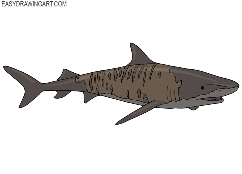  tiger shark drawing tutorial