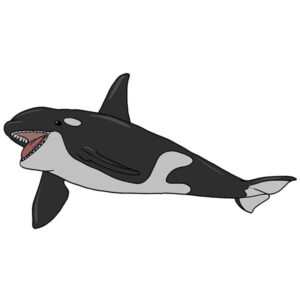 how to draw an orca