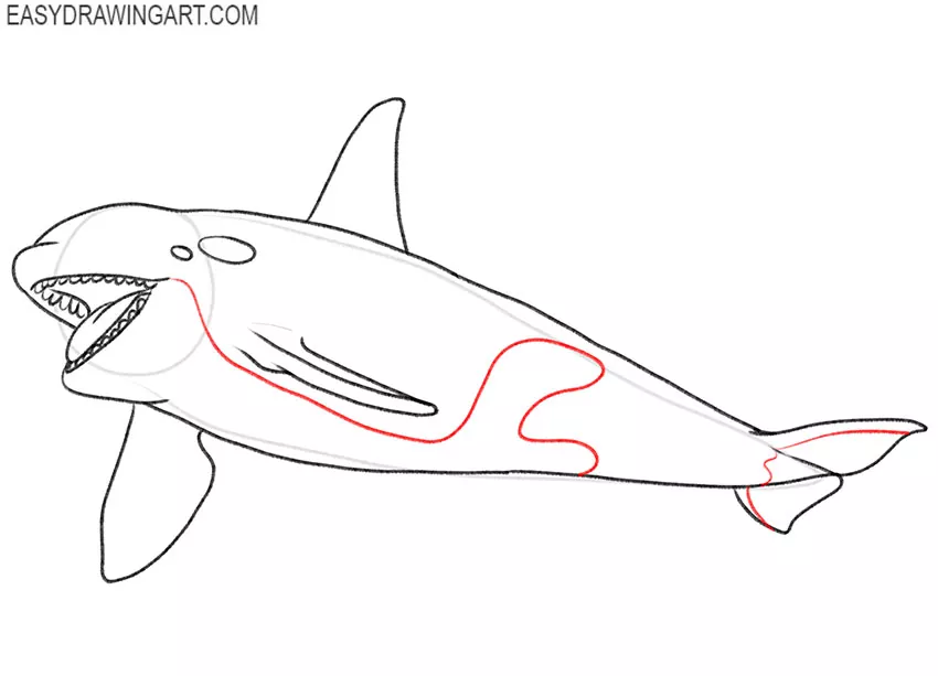 how to draw an orca realistic