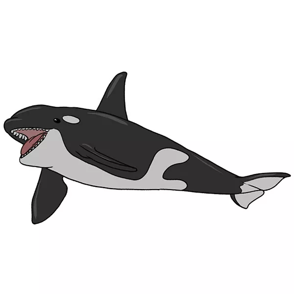 How to Draw an Orca - Easy Drawing Art