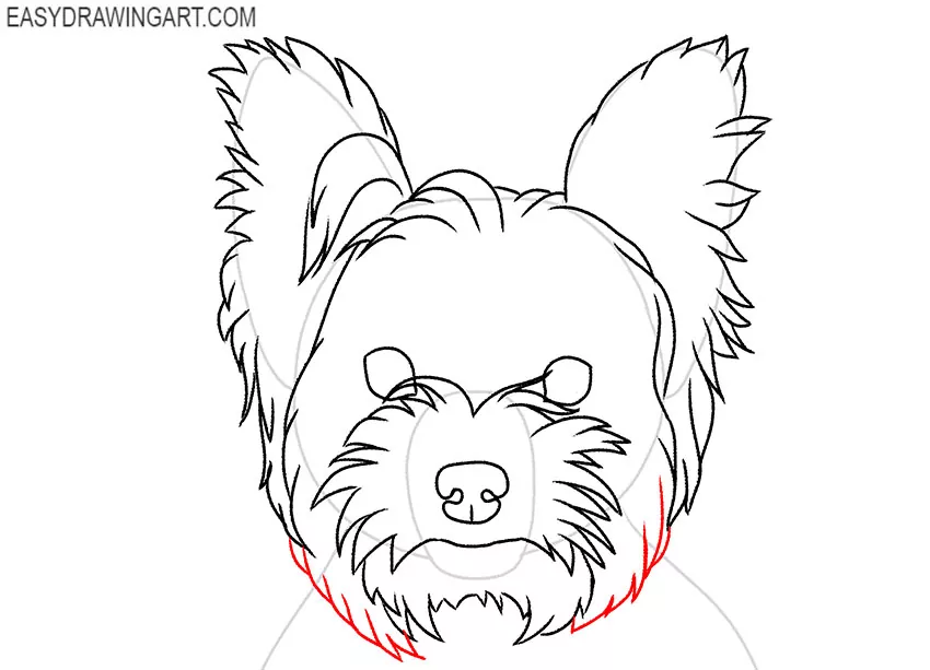 Yorkie Face drawing guide