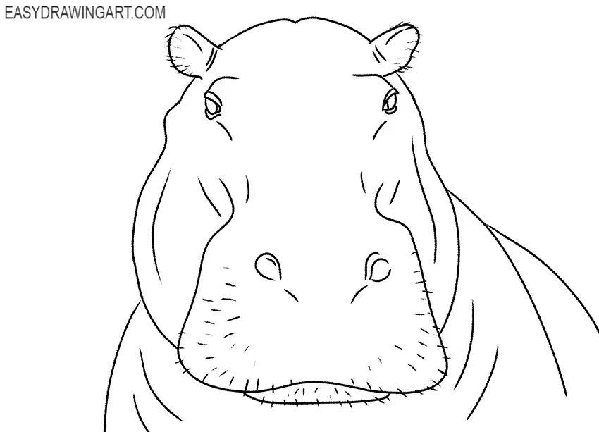 hippopotamus face drawing for beginners