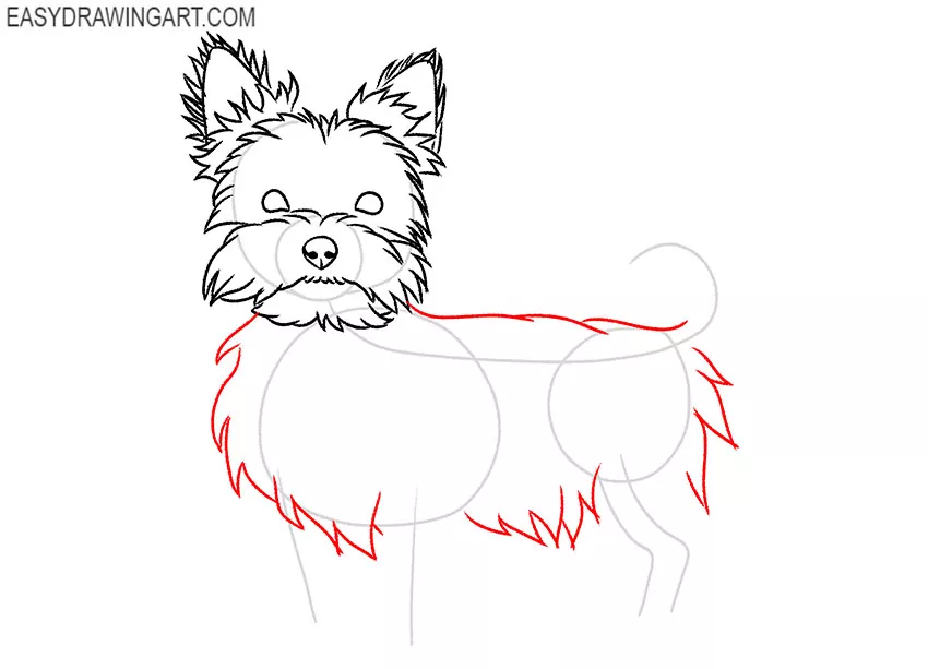 how to draw a cute yorkie dog