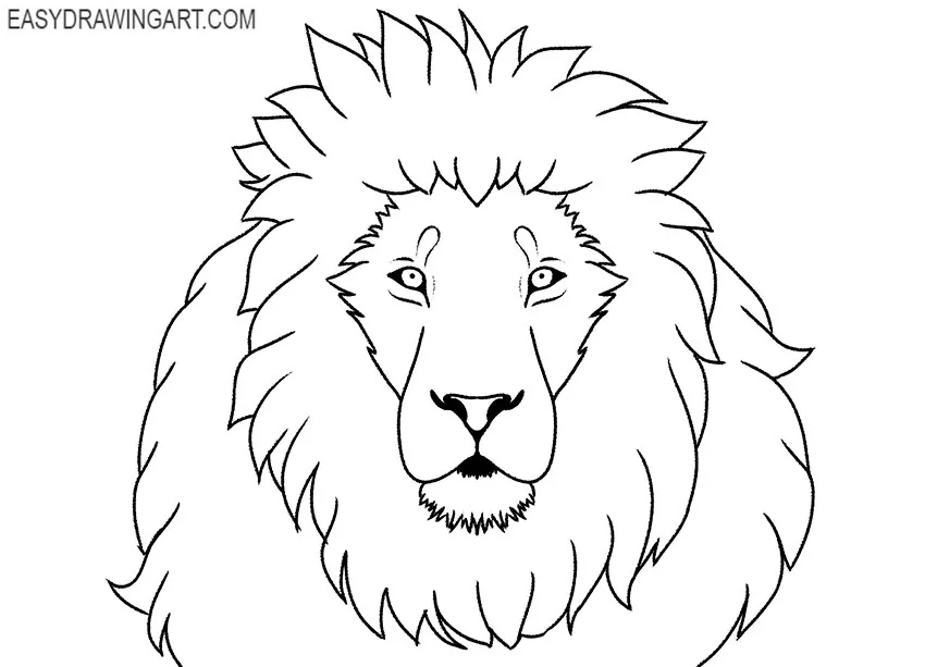 lion animal drawing