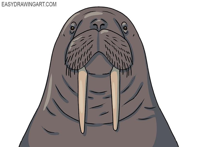  realistic walrus face drawing