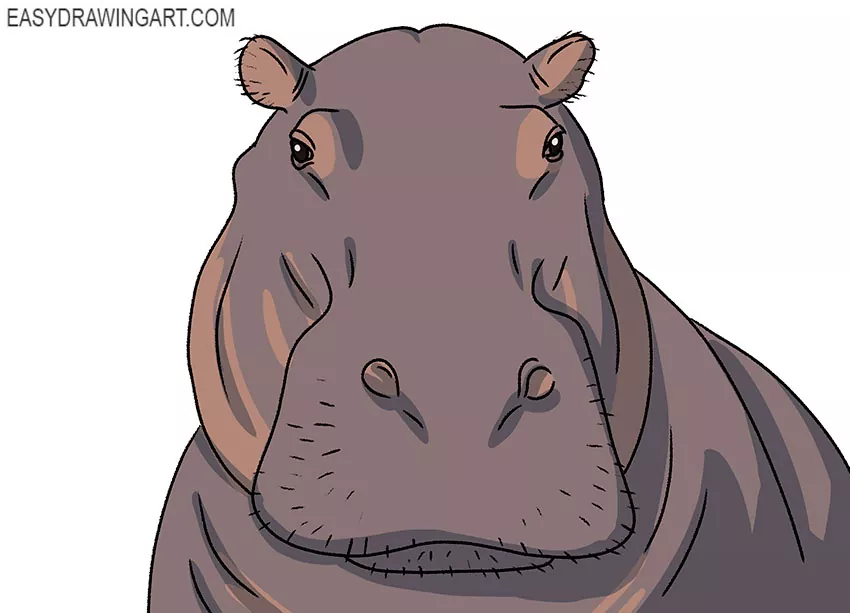 hippopotamus face drawing step by step