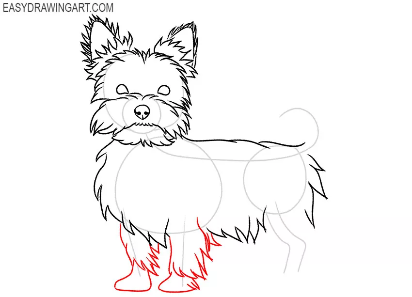 how to draw a cute yorkie puppy