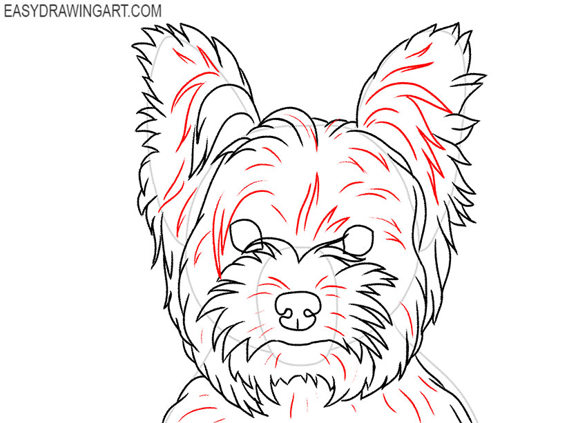 easy Yorkie Face drawing