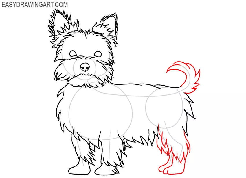 how to draw a yorkie dog easy