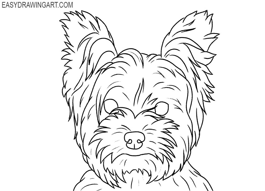 realistic Yorkie Face drawing