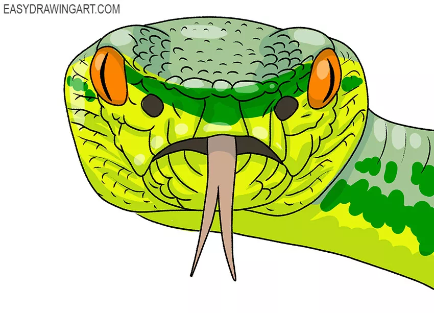 How to Draw a Snake Face Easy Drawing Art