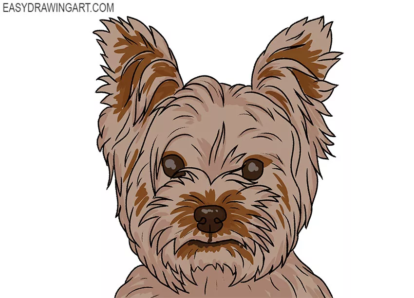 Yorkie Face drawing step by step