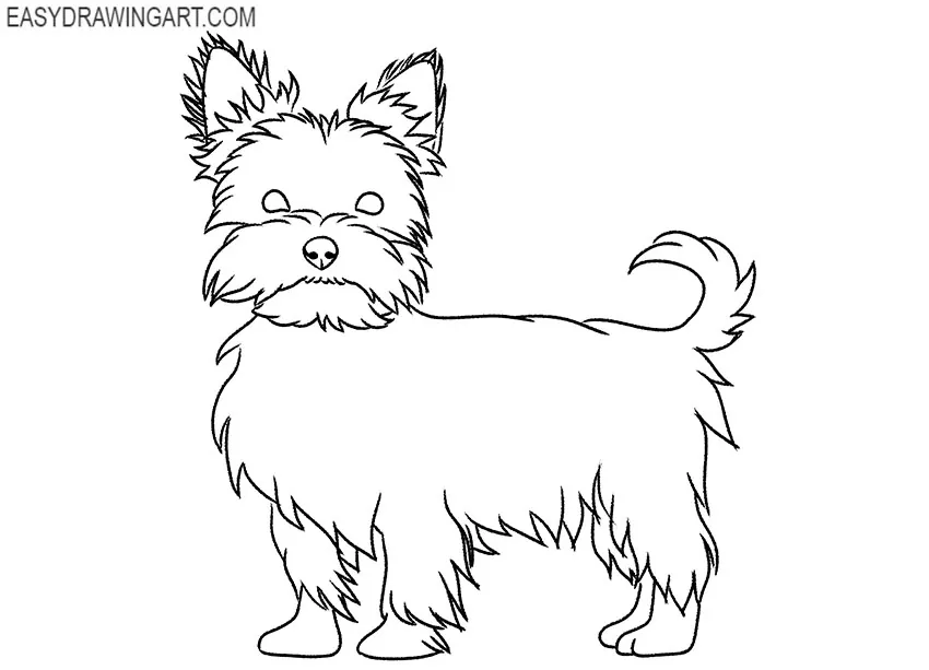 How to Draw a Yorkie - Easy Drawing Art