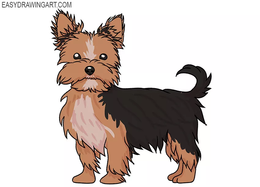 How to Draw a Yorkie Easy Drawing Art