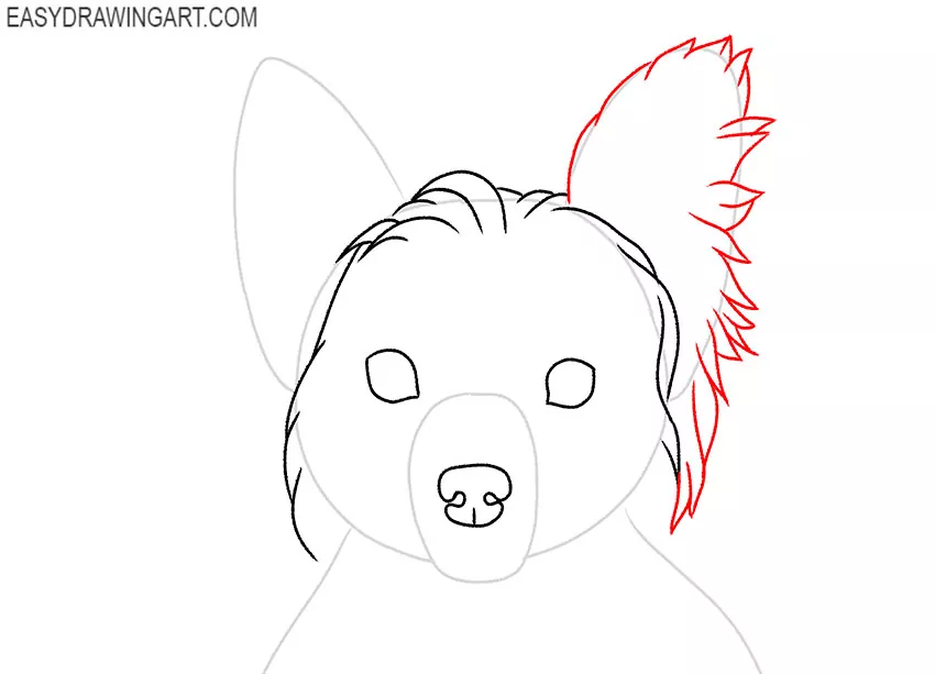 how to draw a yorkie dog
