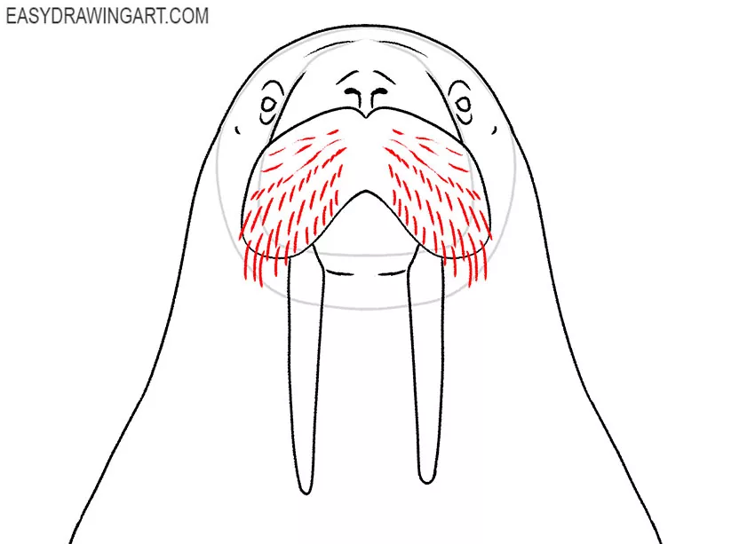 walrus face drawing guide