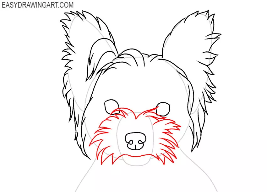 Yorkie Face drawing lesson