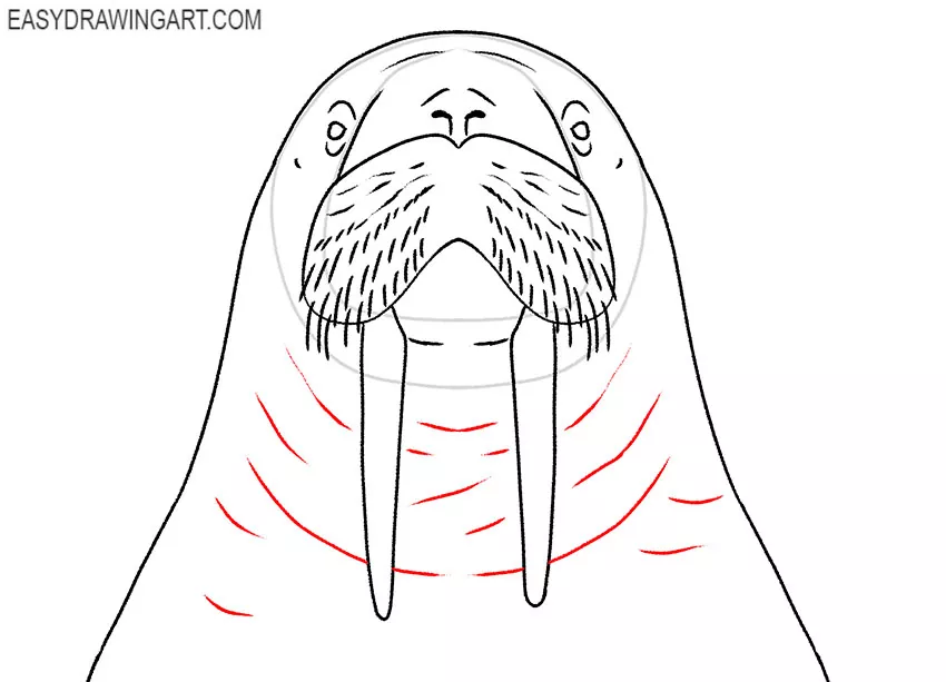 simple walrus face drawing
