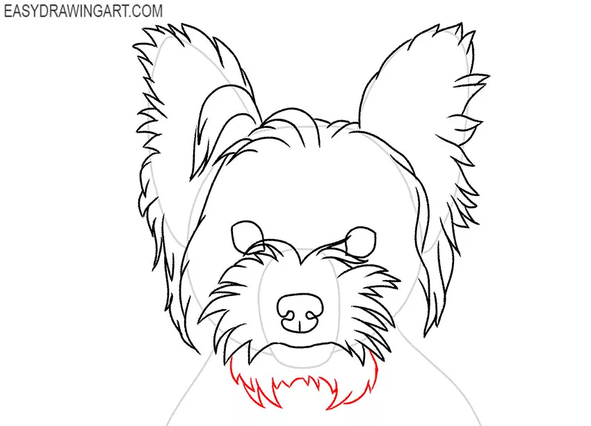 Yorkie Face drawing tutorial