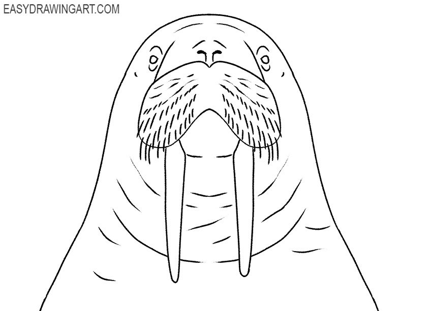 cartoon walrus face drawing
