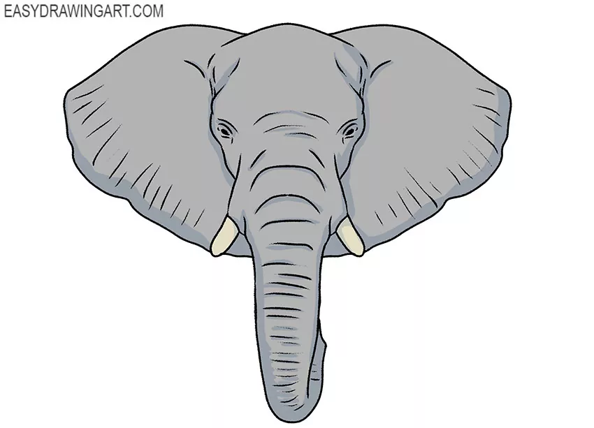 How to Draw an Elephant Face - Easy Drawing Art