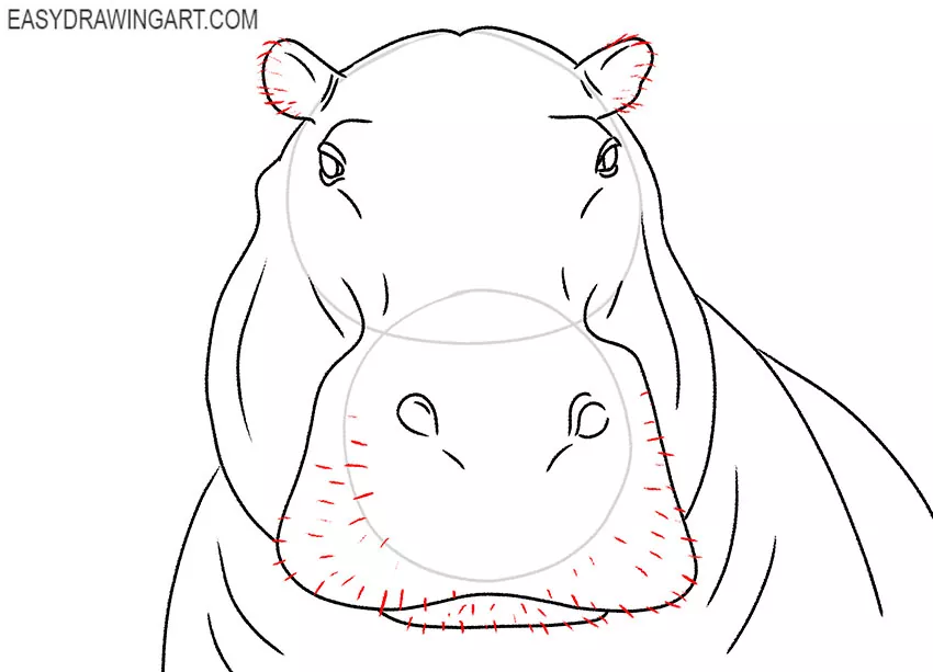 realistic hippopotamus face drawing