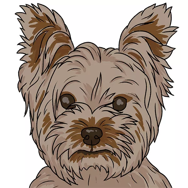 How to Draw a Yorkie Face
