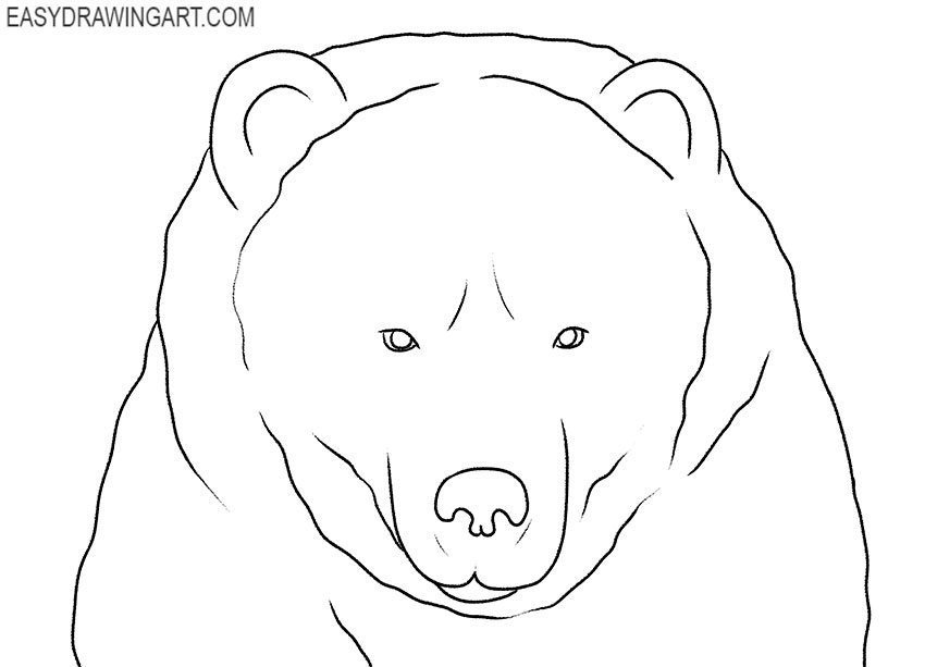 how to draw a realistic bear face step by step
